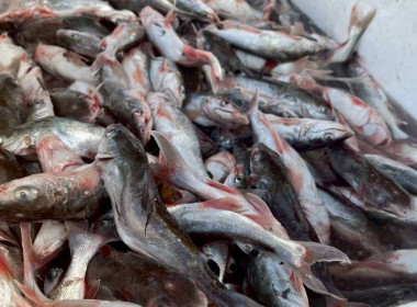 ประชุมการจัดทำเวทีแผนพัฒนาการเกษตรระดับหมู่บ้าน ... พารามิเตอร์รูปภาพ 10