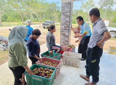 ลงพื้นที่ติดตามการรวบรวมมังคุดของสมาชิกกลุ่มเกษตรทำนาตะโหมด พารามิเตอร์รูปภาพ 1