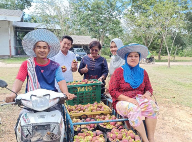 ลงพื้นที่ติดตามการรวบรวมมังคุดของสมาชิกกลุ่มเกษตรทำนาตะโหมด พารามิเตอร์รูปภาพ 3