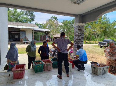 ลงพื้นที่ติดตามการรวบรวมมังคุดของสมาชิกกลุ่มเกษตรทำนาตะโหมด พารามิเตอร์รูปภาพ 4