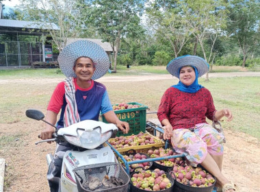 ลงพื้นที่ติดตามการรวบรวมมังคุดของสมาชิกกลุ่มเกษตรทำนาตะโหมด พารามิเตอร์รูปภาพ 5