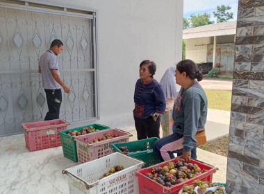 ลงพื้นที่ติดตามการรวบรวมมังคุดของสมาชิกกลุ่มเกษตรทำนาตะโหมด พารามิเตอร์รูปภาพ 6